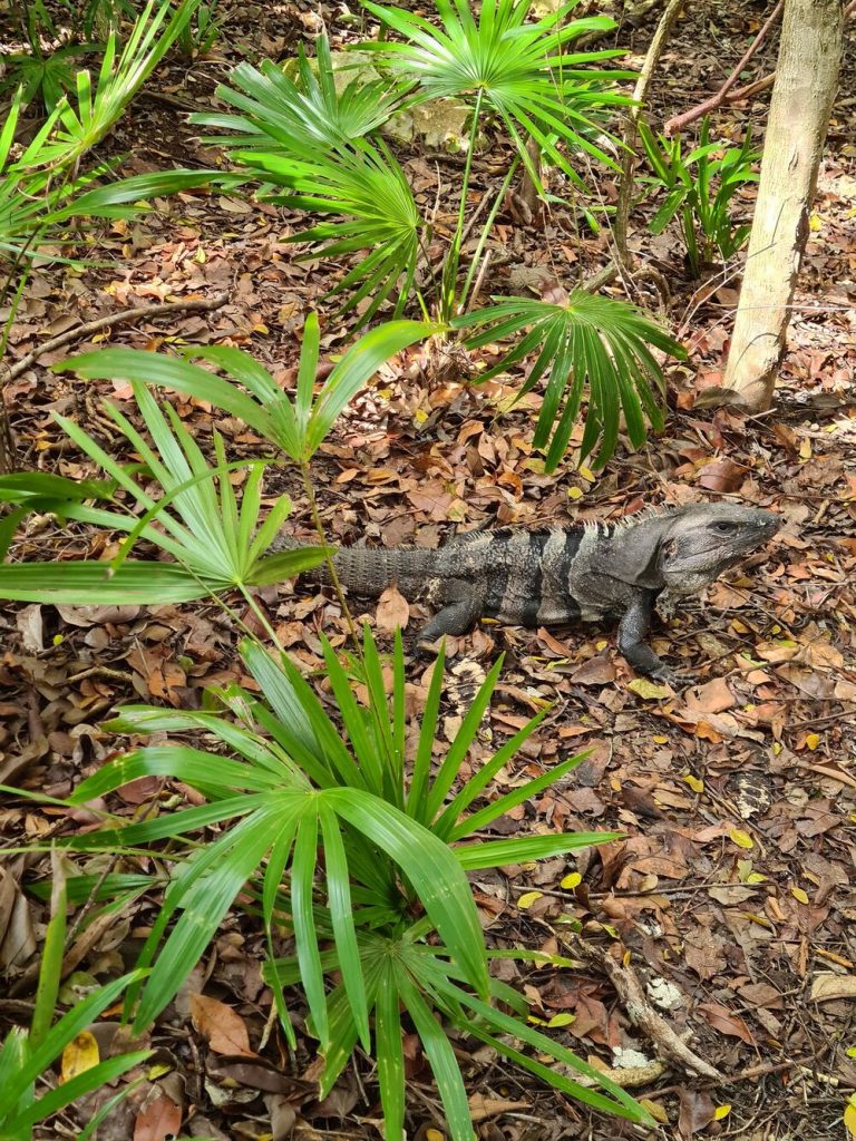 Plante tropicale și pietre, într-o grădină înverzită