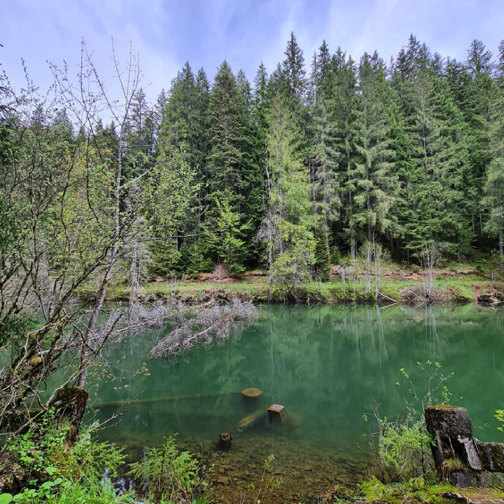 Lac verzui cu trunchiuri ieșind din apă și pădure.