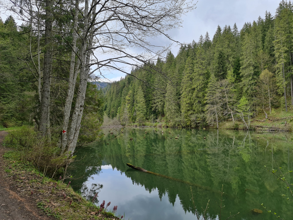 Arbori reflectați în apa liniștită a unui lac.