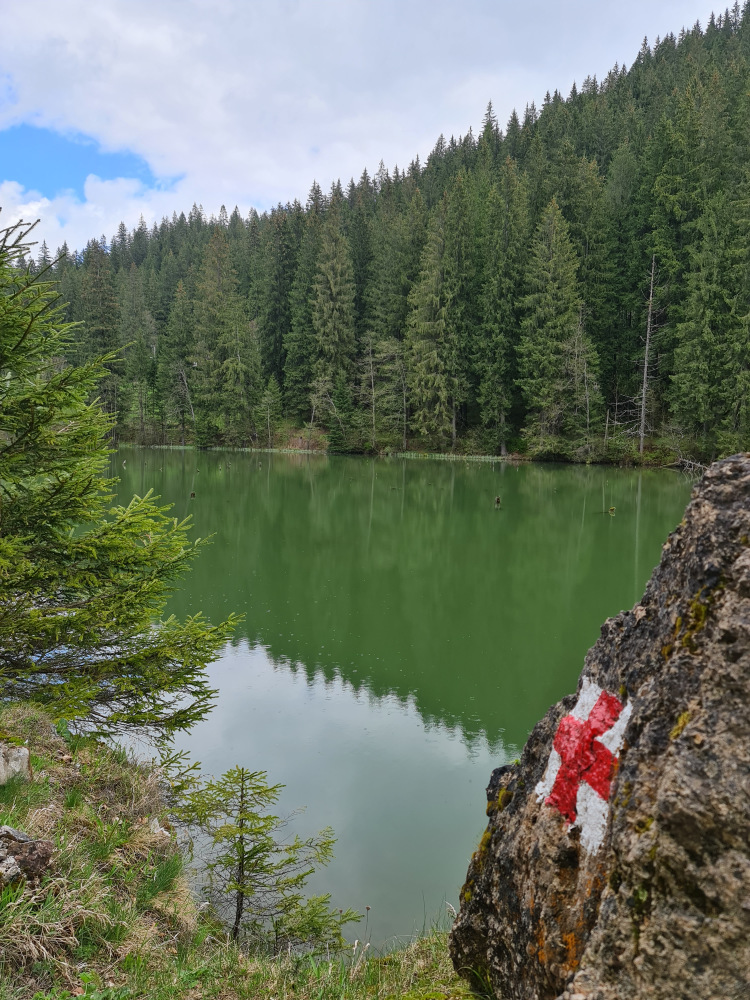 Marcaj roșu pe un copac lângă lacul verde.