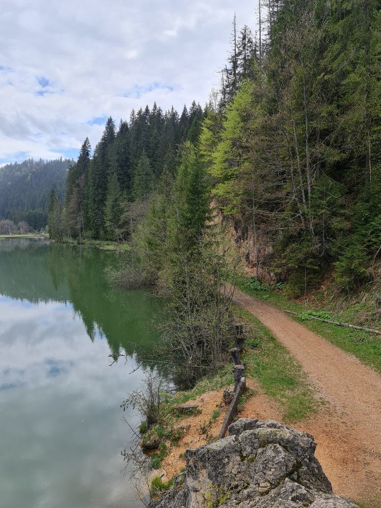 Potecă pe malul unui lac, lângă pădurea de conifere.