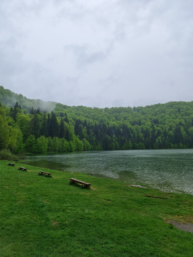 Mal înierbat lângă un lac înconjurat de pădure.
