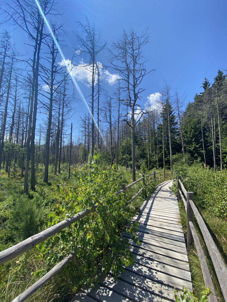 Pasarelă din lemn cu balustrade printre arbori subțiri.