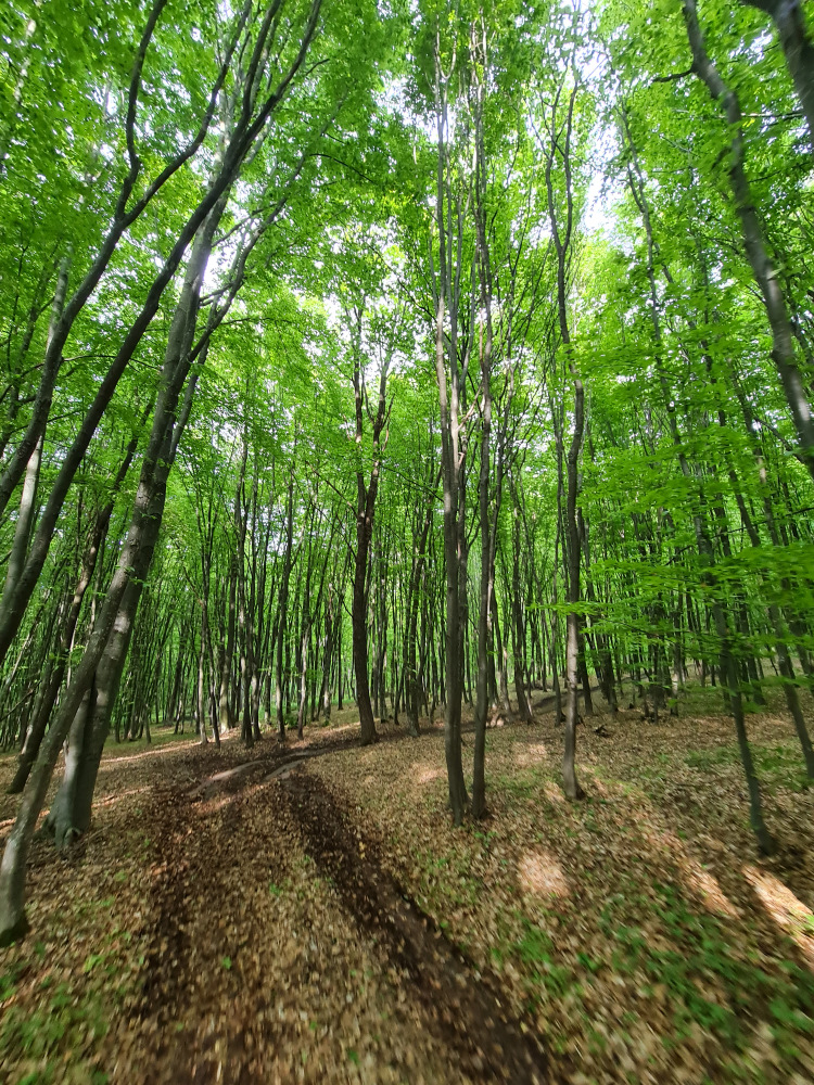 Urme de roți pe un drum printre arbori verzi.