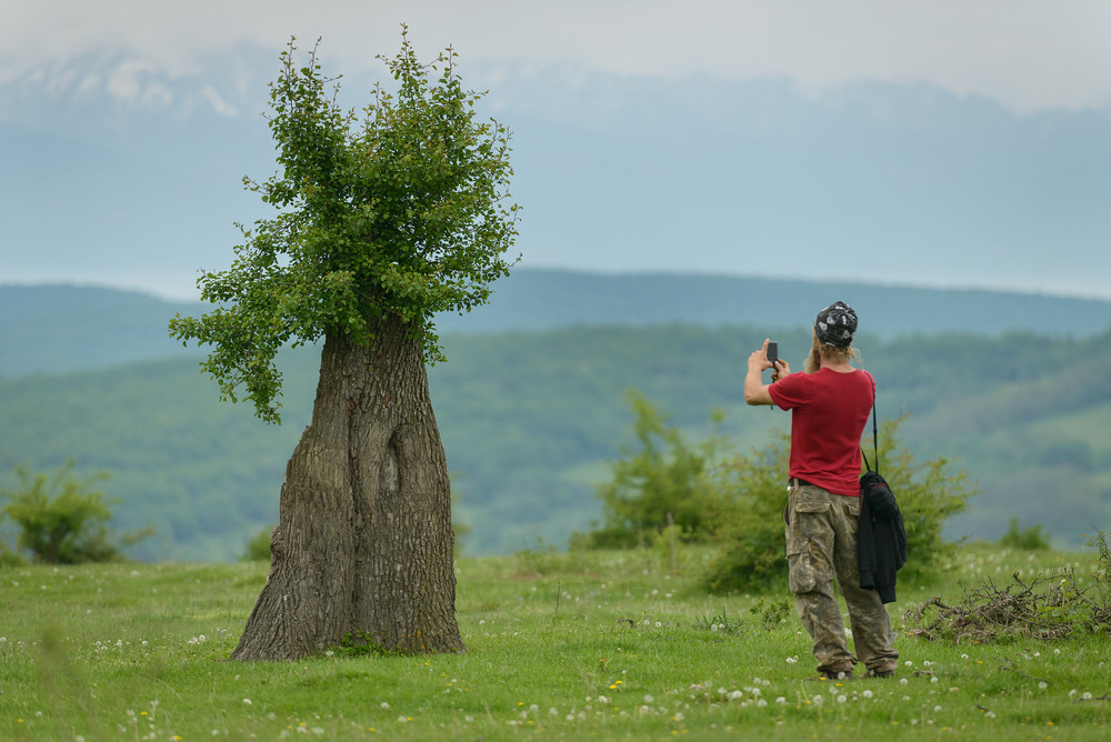 Persoană fotografiind un trunchi gros cu coroană verde.