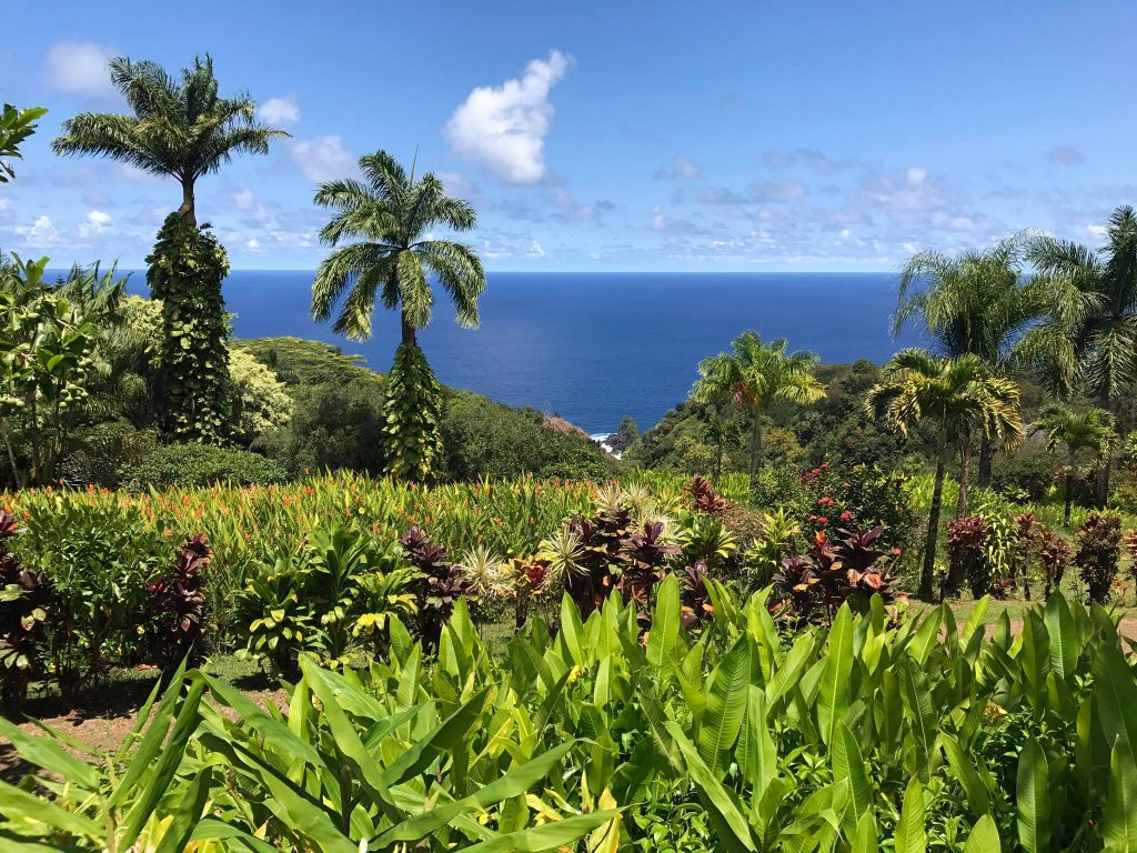 Palmieri și vegetație tropicală pe o coastă oceanică