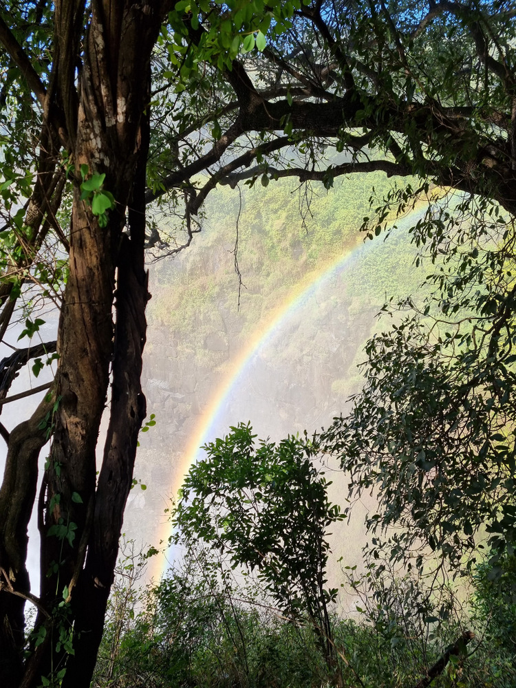 Curcubeu în aburii unei cascade, văzut printre trunchiuri de arbori.