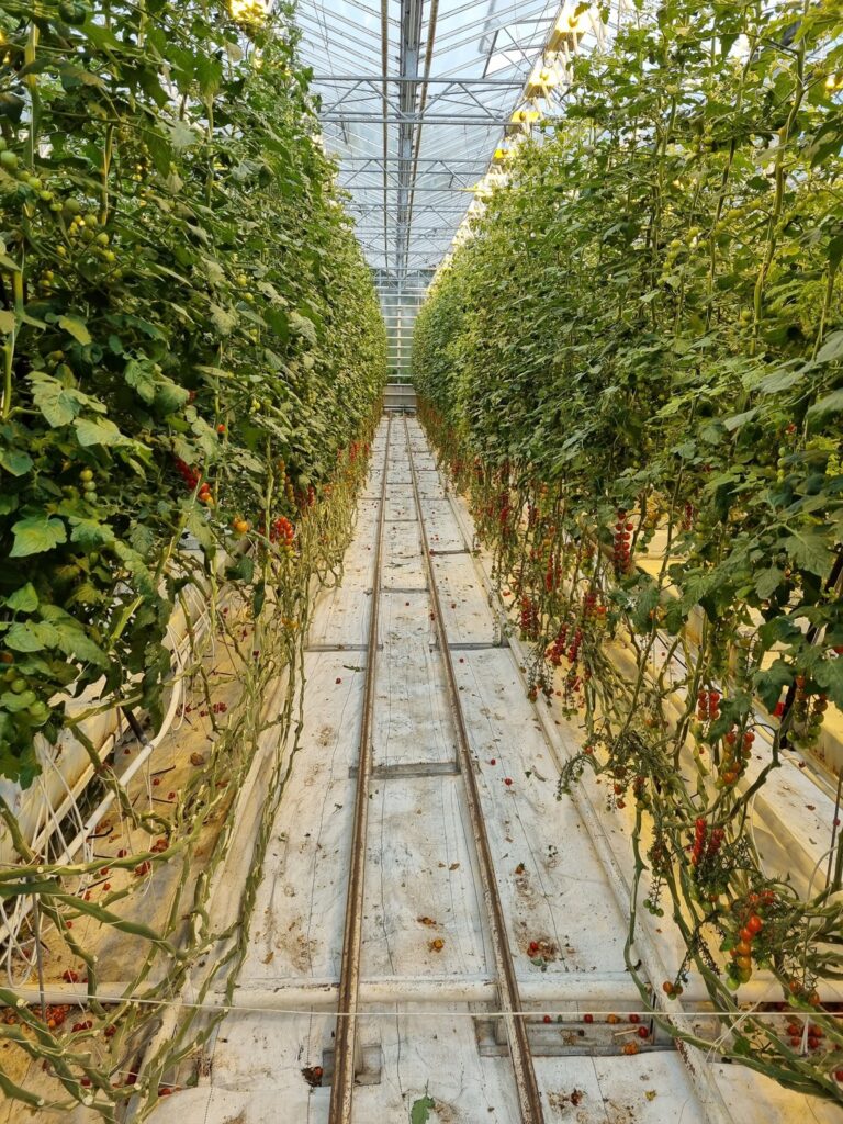Culoar îngust între rânduri de plante într-o seră.