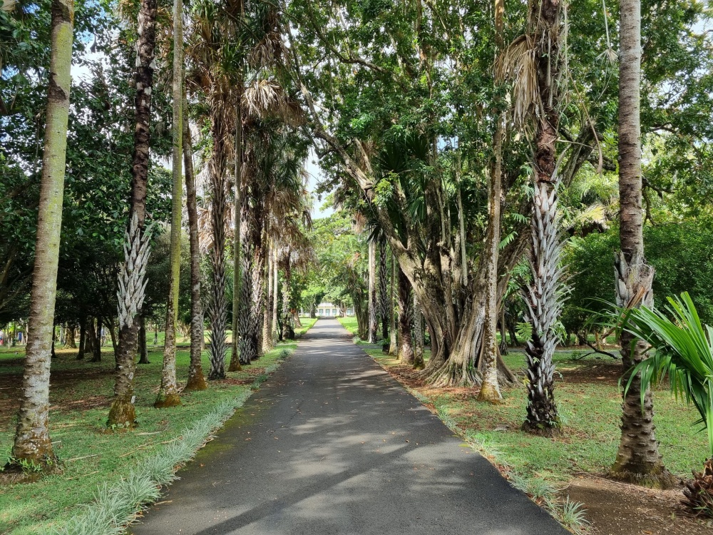 Alee dreaptă mărginită de arbori înalți și vegetație tropicală.