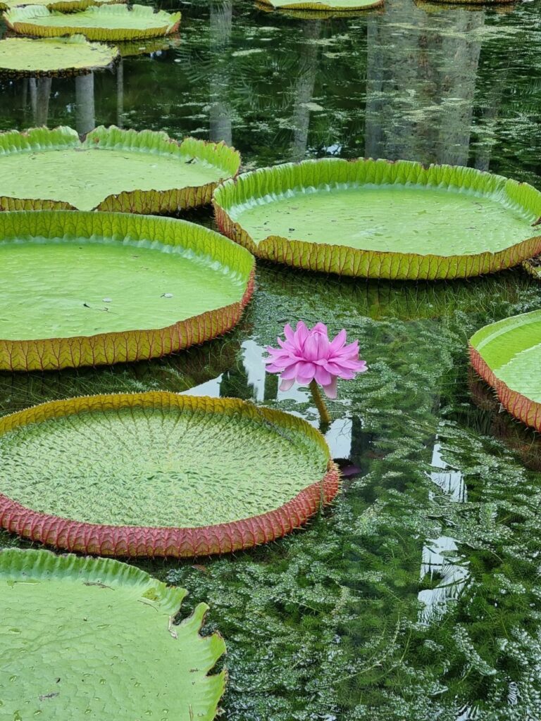 Frunze circulare de nufăr și o floare roz pe apă.