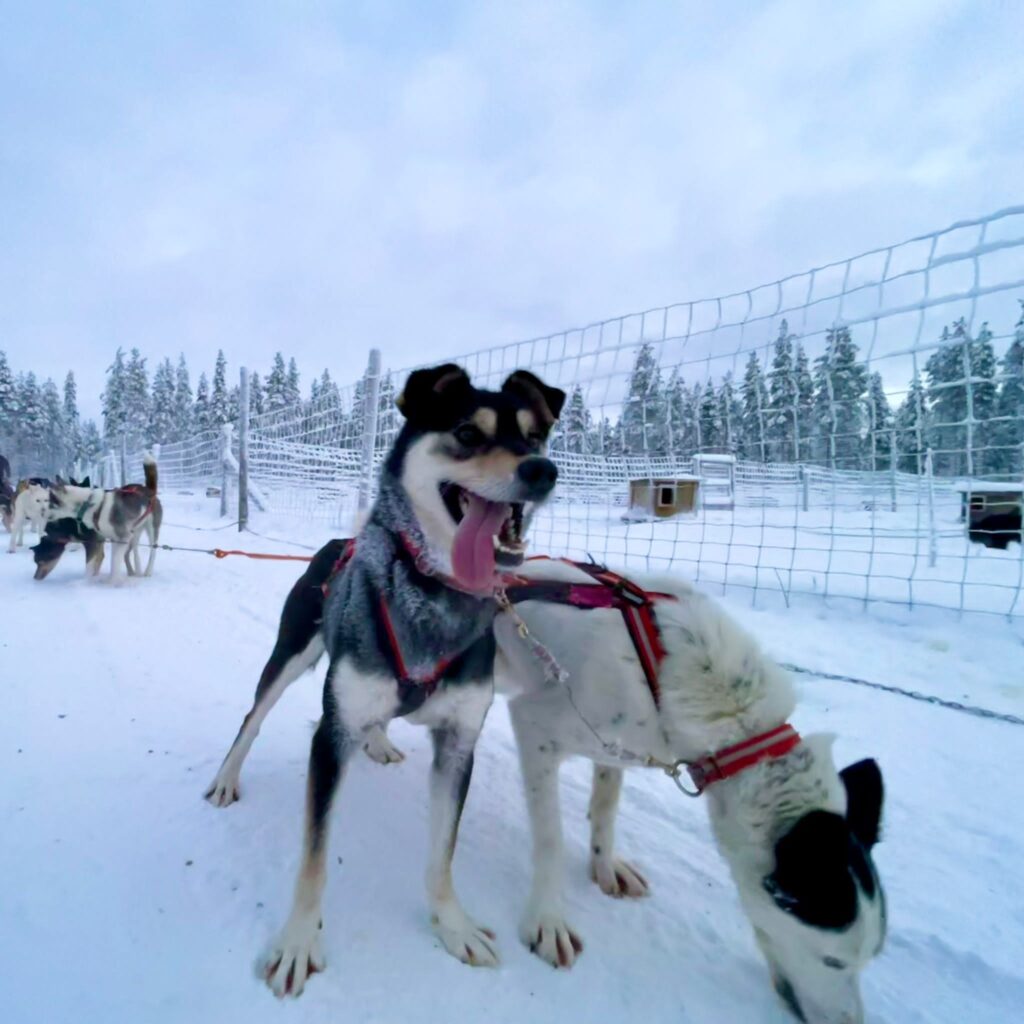 Câine husky lângă sanie, într-un peisaj înzăpezit
