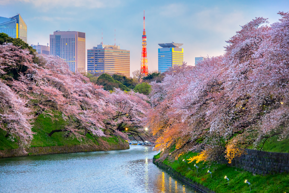 Cireși înfloriți pe malurile unui canal din Tokyo