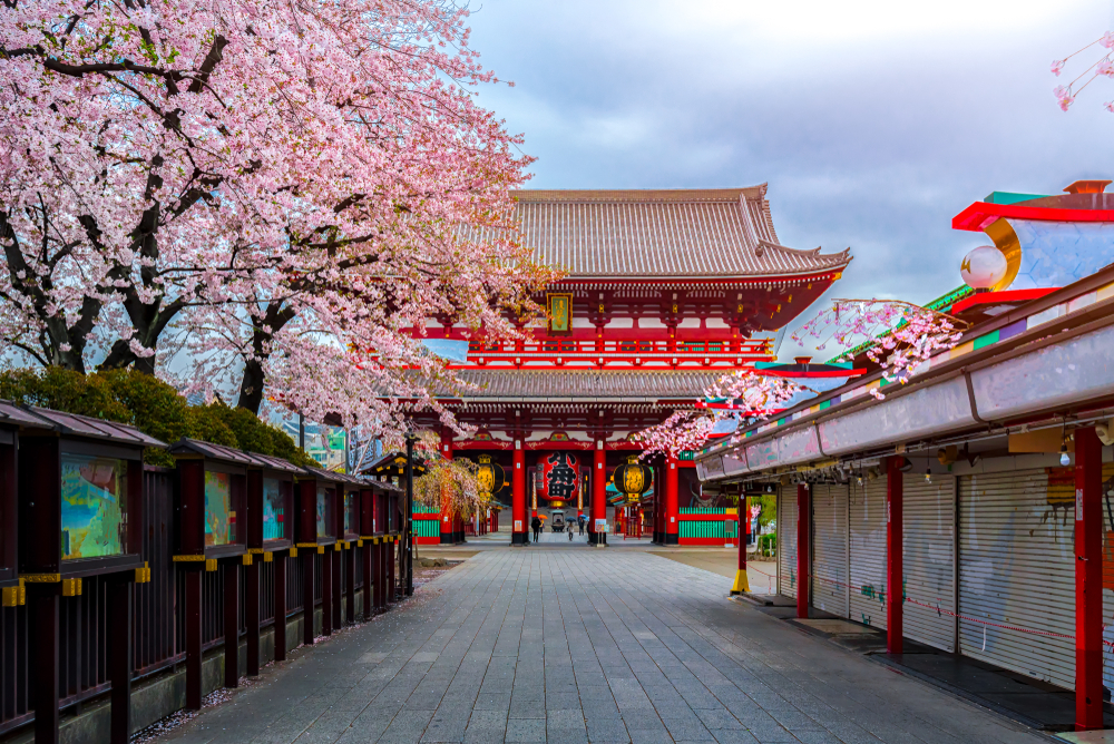 Curte de templu japonez cu cireși înfloriți