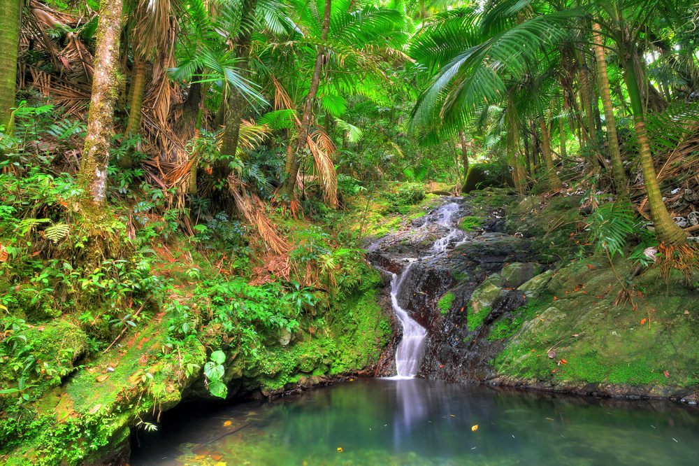 Cascadă mică într-un bazin natural, înconjurată de pădure tropicală.
