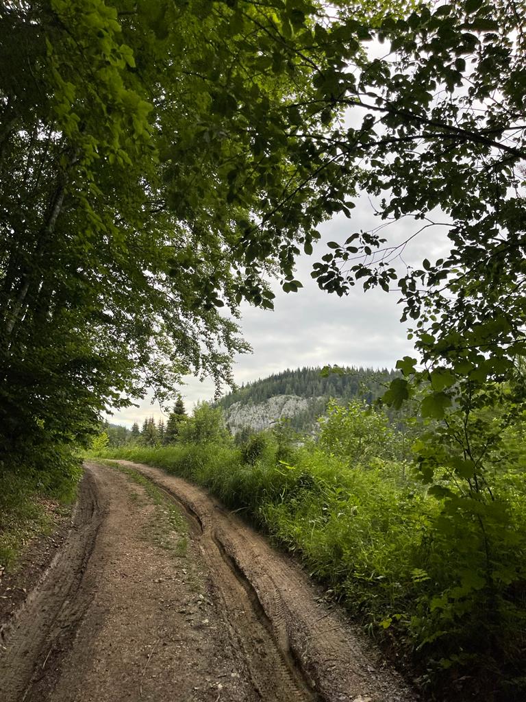 Drum de pământ prin vegetație, sub ramurile arborilor.