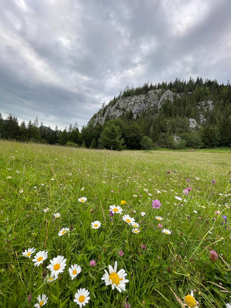 Pajiște cu flori albe, pădure și un versant stâncos.