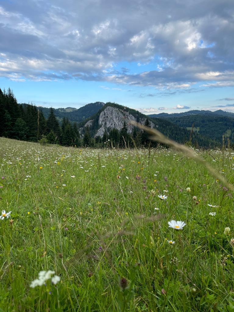 Pajiște cu flori albe și un vârf stâncos în depărtare.
