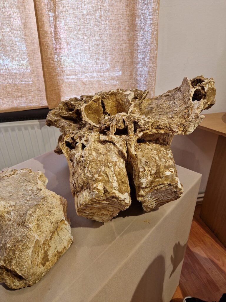 Fosile la muzeul mastodontului din Baraolt