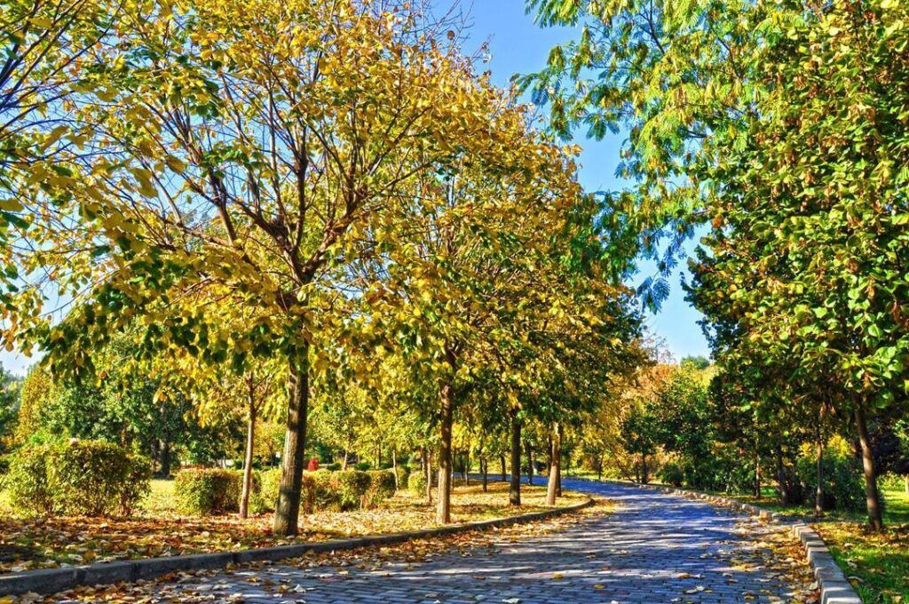 Alee printre arbori cu frunze galbene și verzi de toamnă.