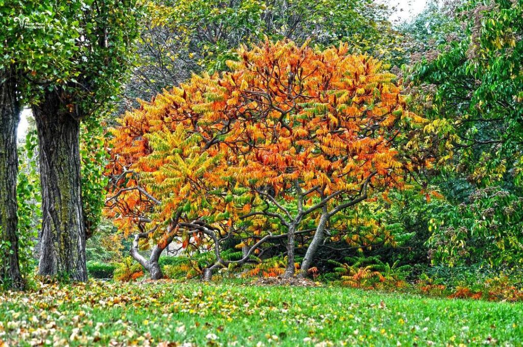 Grădina Botanică din orașul Galați