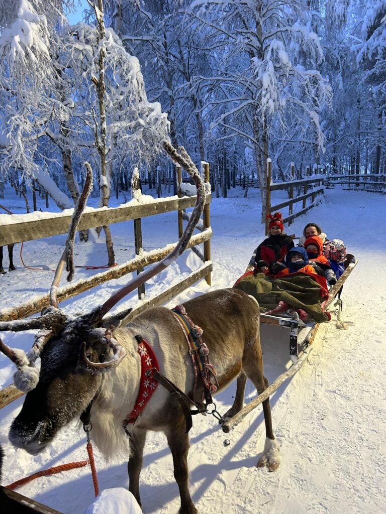 Sanie trasă de reni, lângă un gard