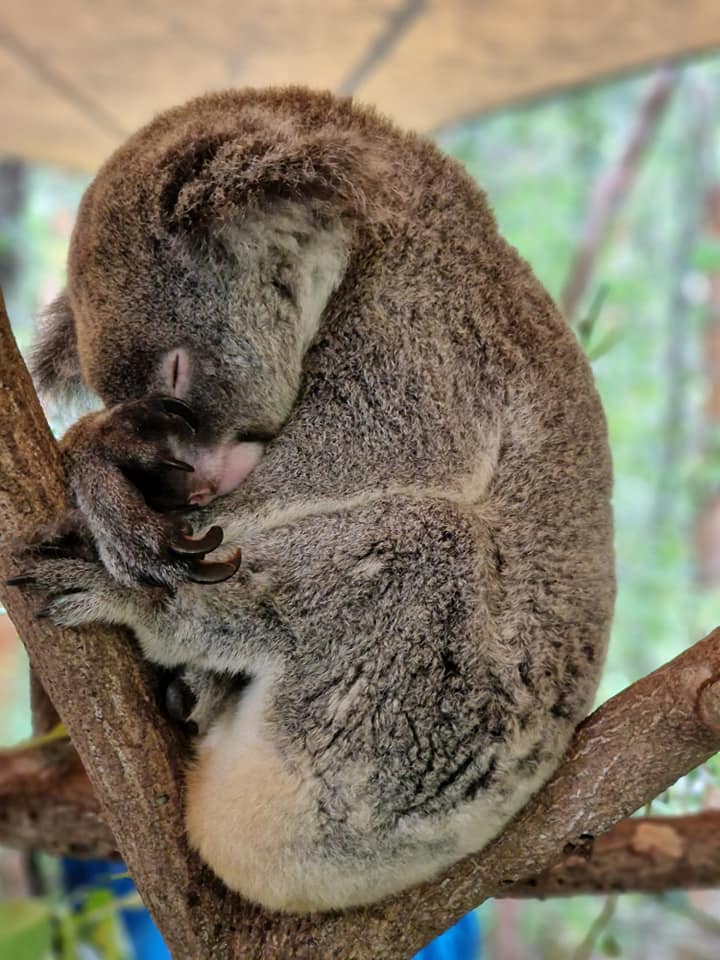 Koala în prim-plan, ținându-se de o ramură
