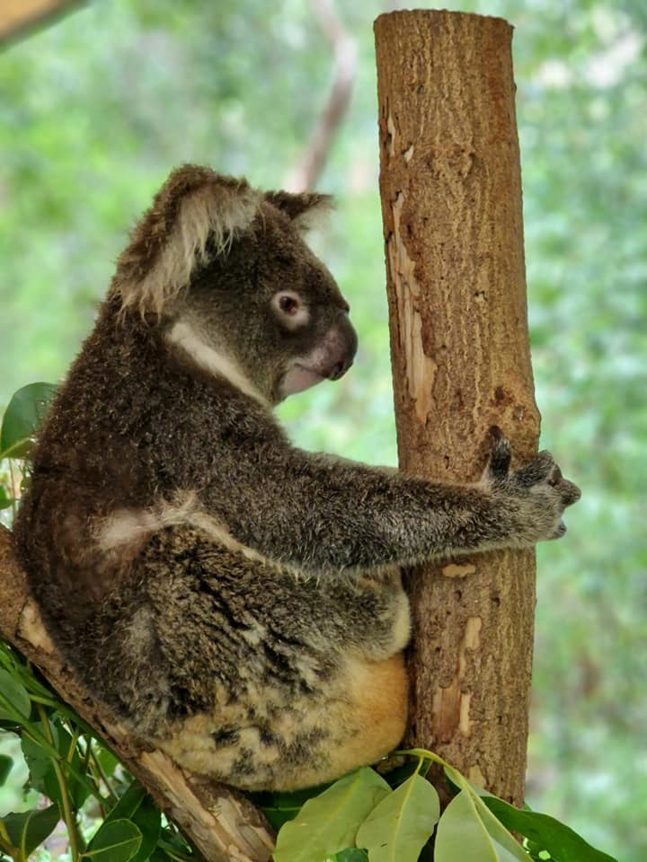 Koala agățat de un trunchi de copac