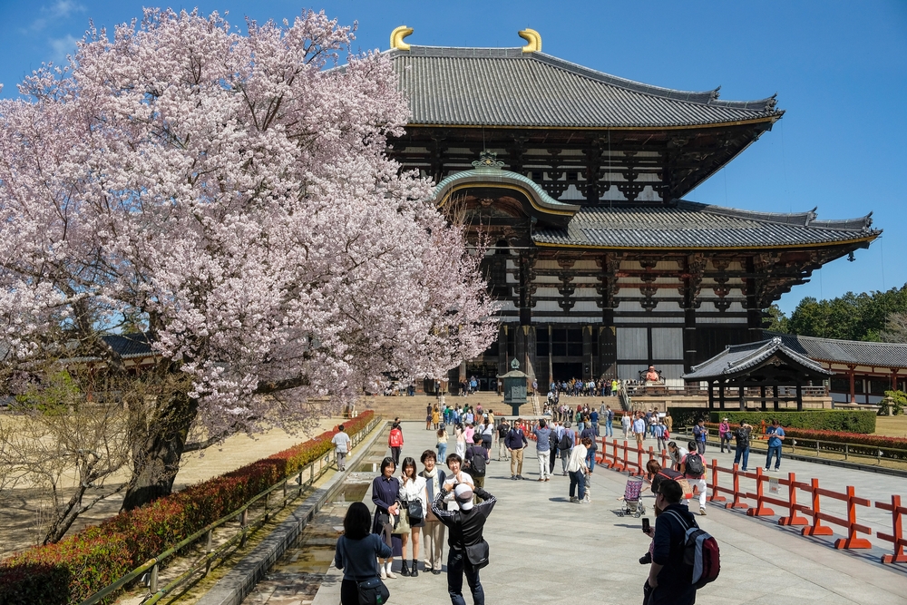 Templu japonez și cireși înfloriți, cu vizitatori