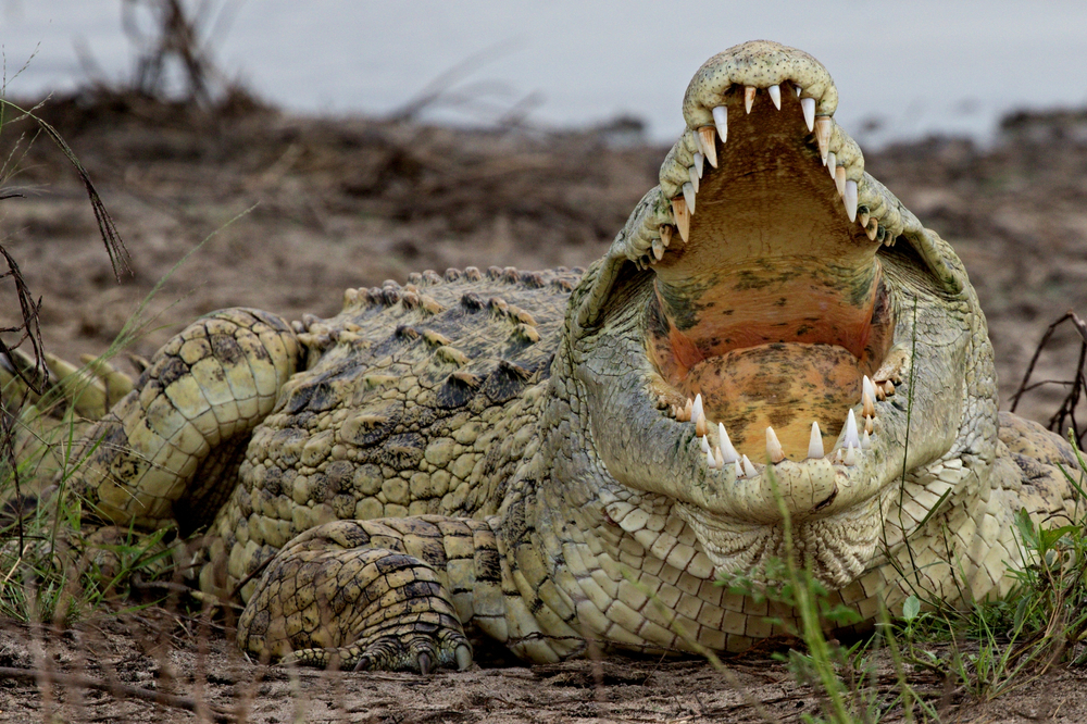 Crocodil cu gura larg deschisă, întins pe pământ.
