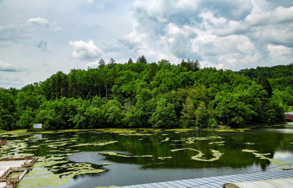 Lac cu frunze plutitoare, înconjurat de pădure