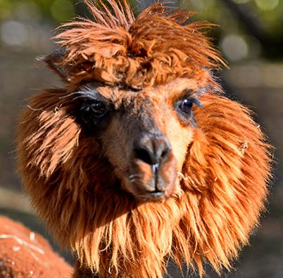 Prim-plan cu o alpaca roșcată, cu blană lungă pe cap.