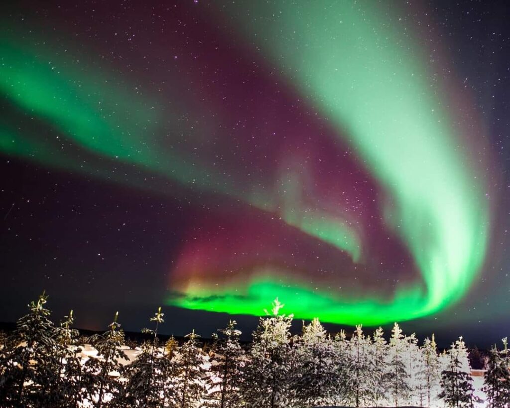 Auroră verde și violetă, deasupra unei păduri înzăpezite
