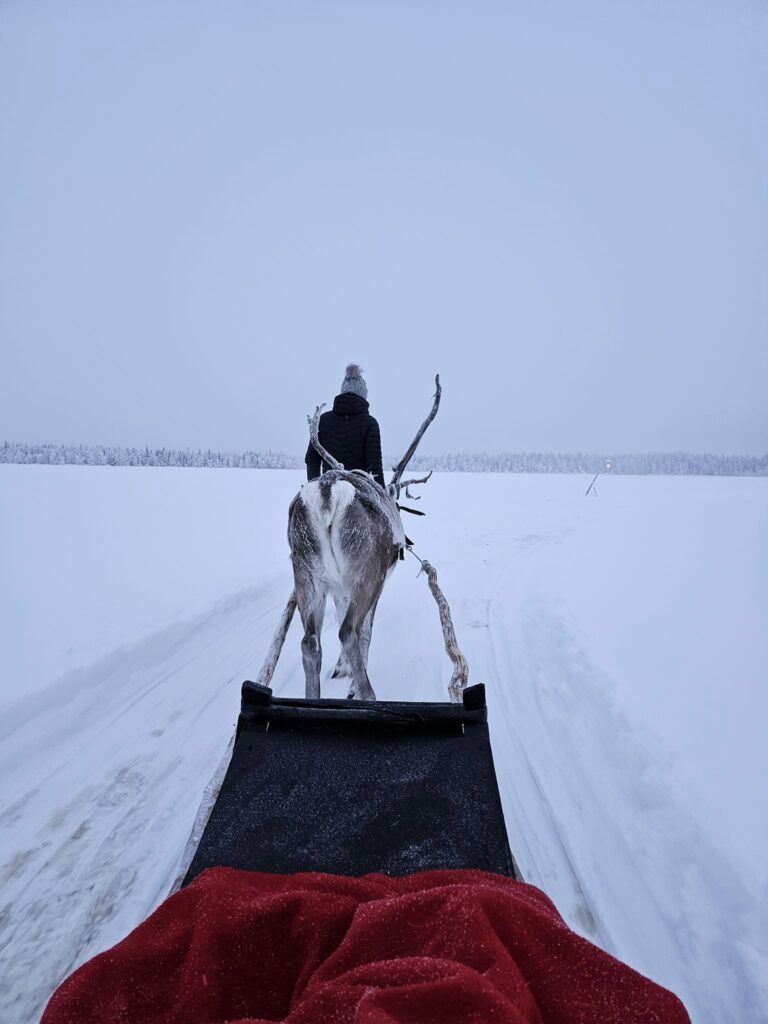 Ren trăgând o sanie pe un traseu acoperit de zăpadă.