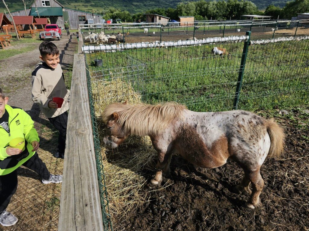Animal cu blană brună lângă vizitatori și gard