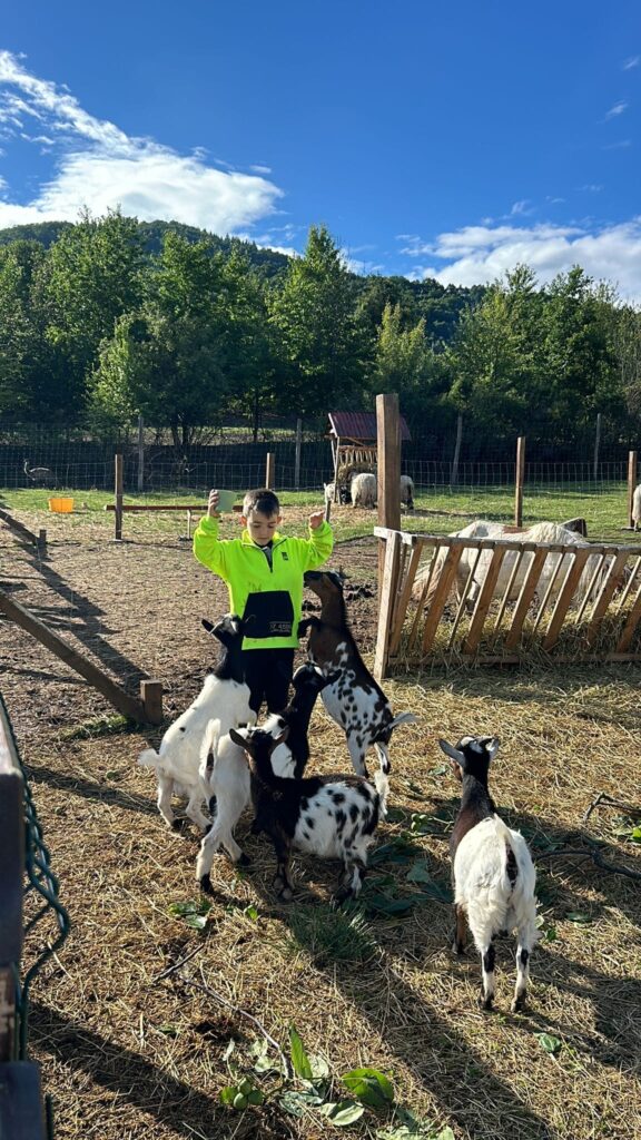 Copii și animale într-o incintă împrejmuită cu gard