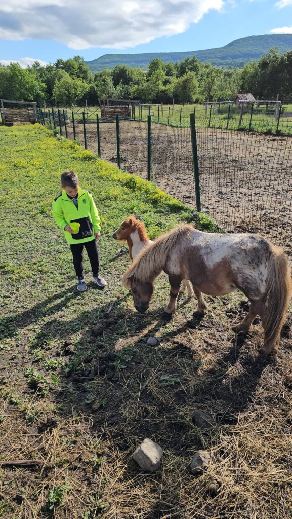Copil lângă un animal într-un țarc în aer liber