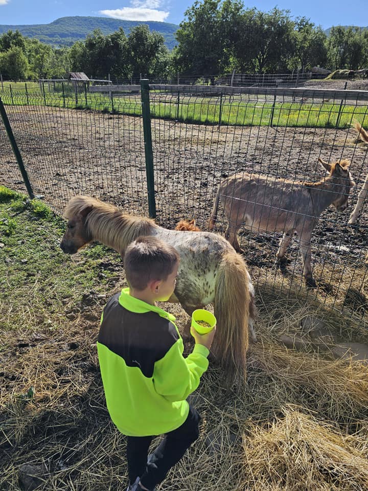 Copil interacționând cu un animal lângă un gard
