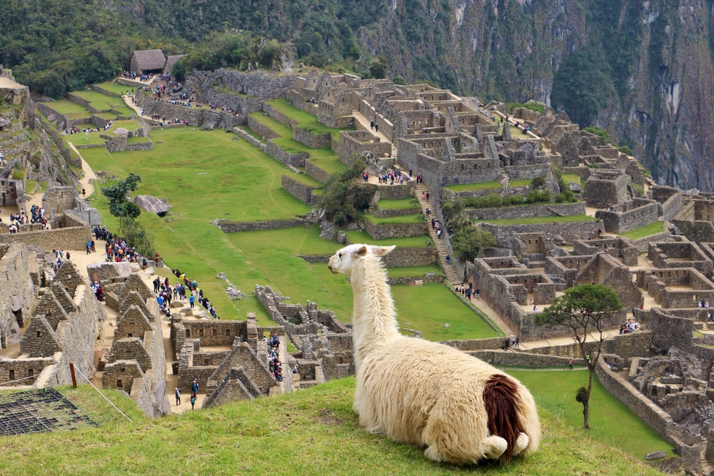 Lamă în fața ruinelor și teraselor de la Machu Picchu