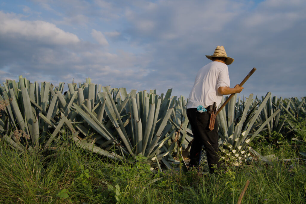 Agricultor printre rânduri de plante cu frunze lungi
