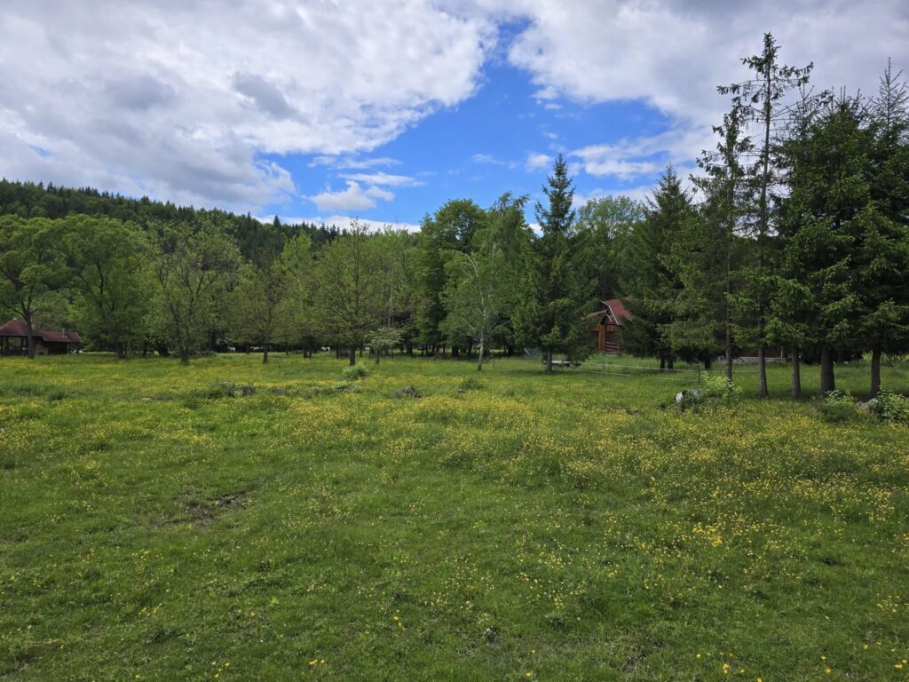 Pajiște verde la marginea unei păduri de conifere