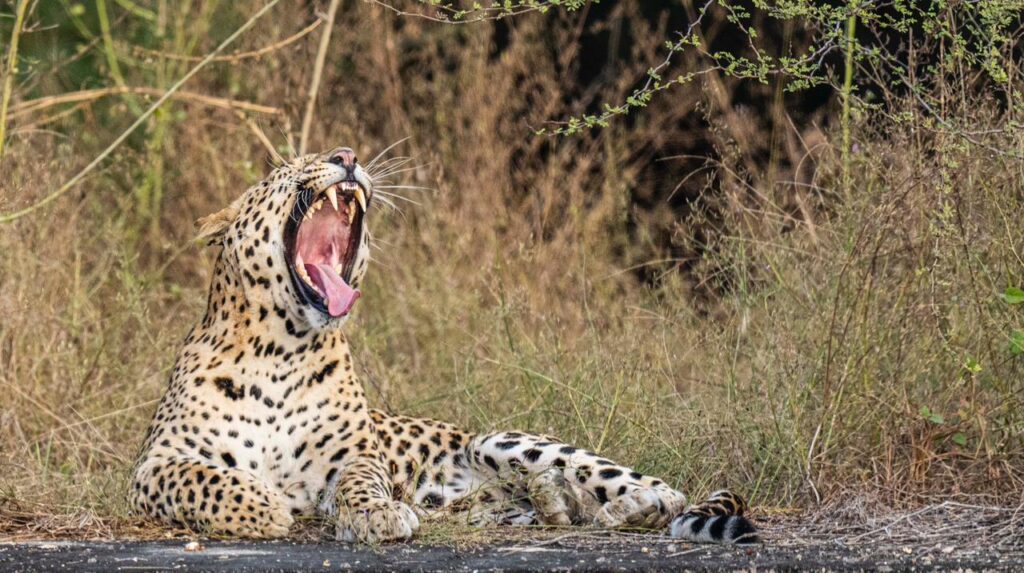 Leopard întins în iarbă, cu gura deschisă