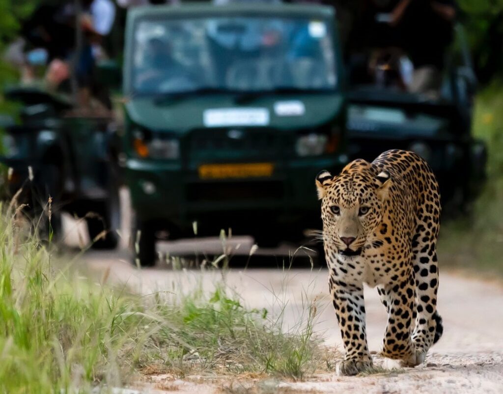 Leopard mergând pe un drum, în fața unui vehicul