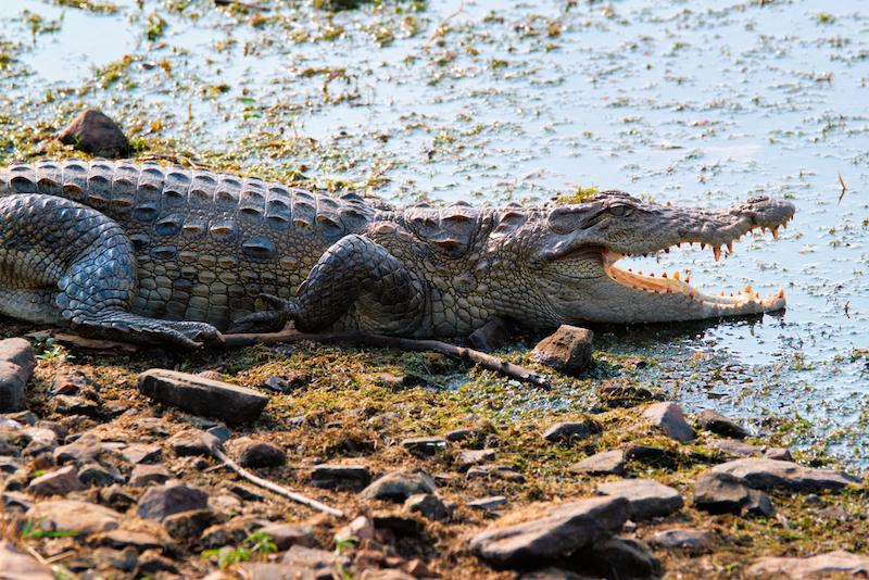 Crocodil cu gura deschisă pe un mal pietros