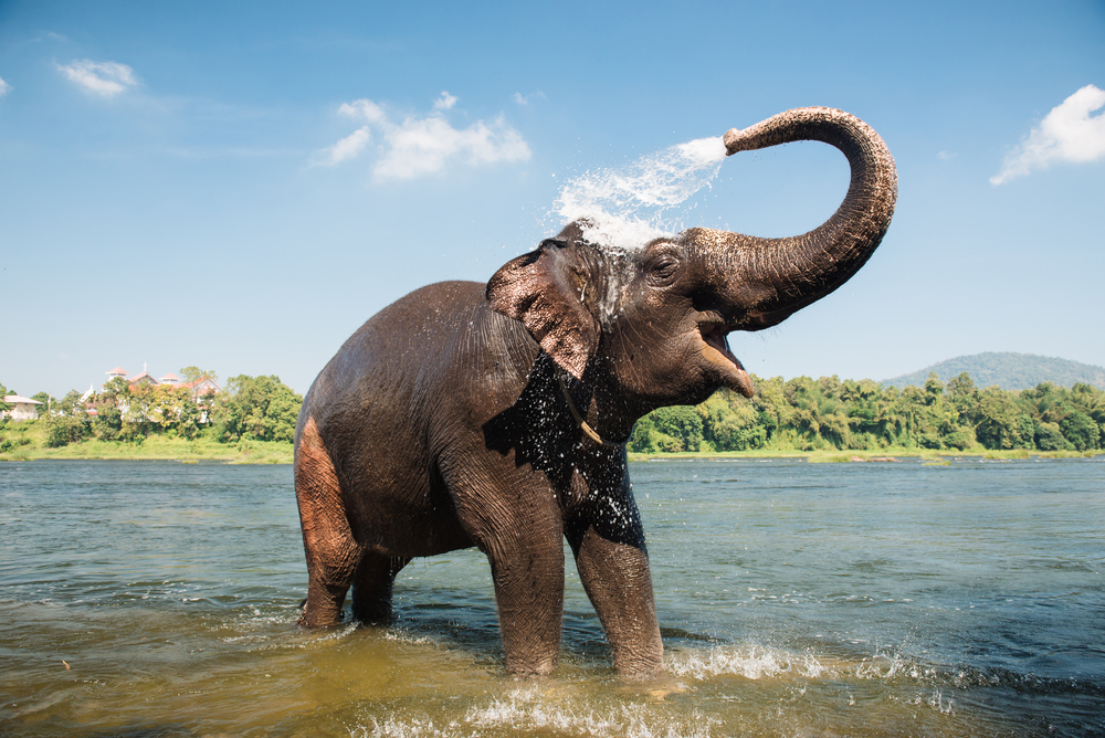 Elefant în apă, cu trompa ridicată spre cer