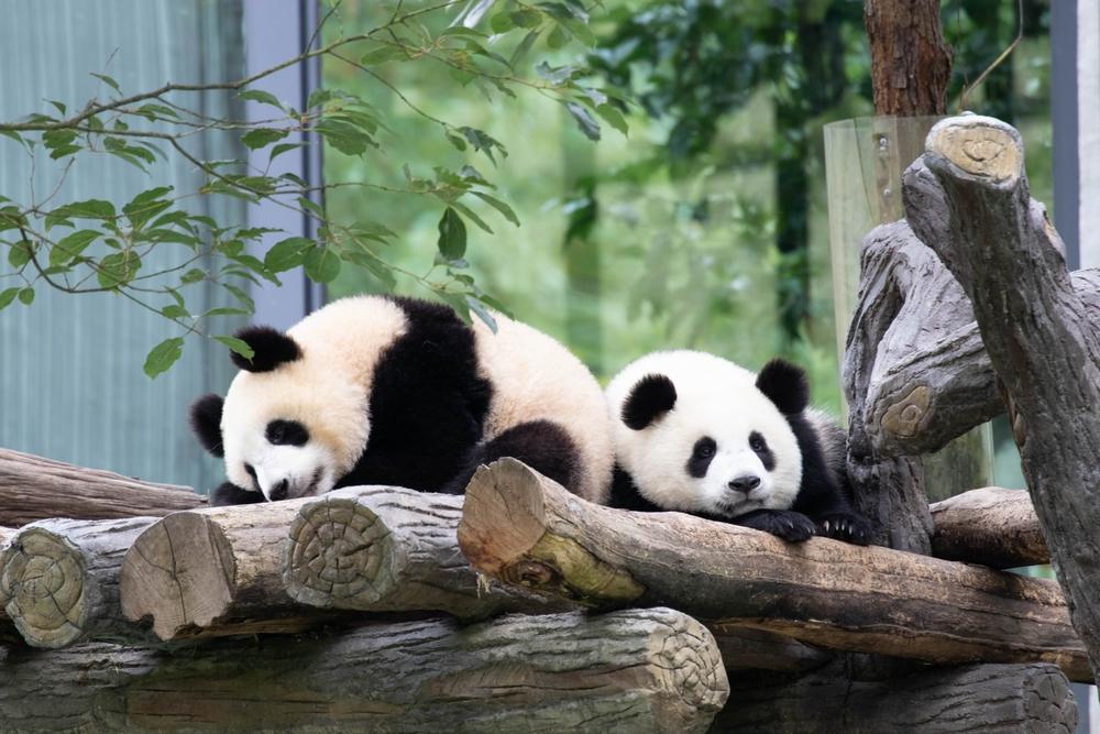 Urși panda așezați lângă bușteni și vegetație