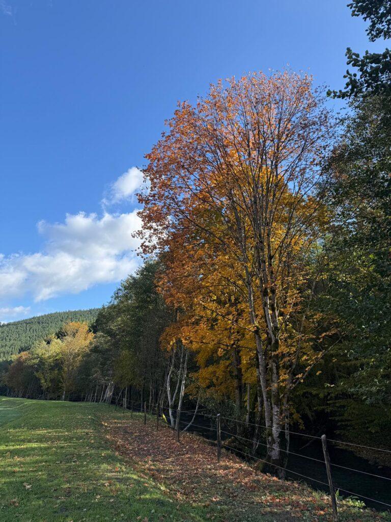 Pajiște mărginită de arbori cu frunze de toamnă