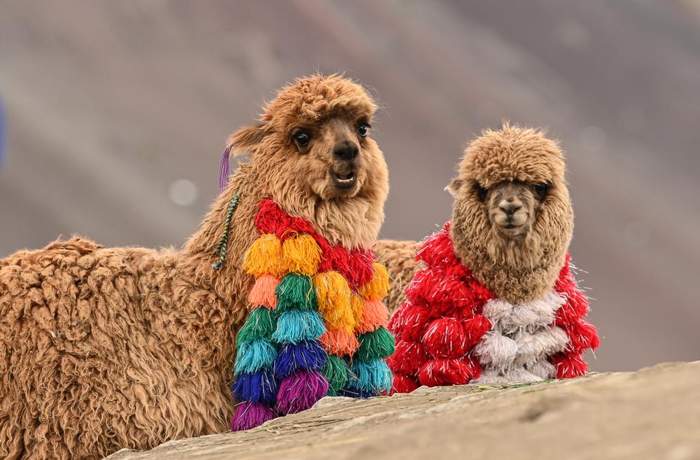Două alpaca împodobite cu ciucuri și pompoane colorate