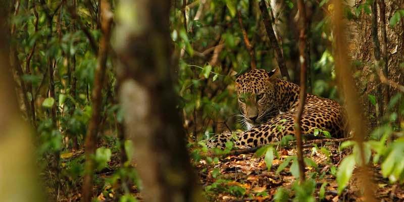 Leopard parțial ascuns printre copaci și vegetație