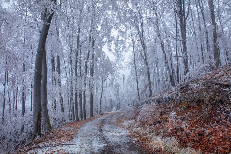 Pădure cu trunchiuri și ramuri acoperite de chiciură