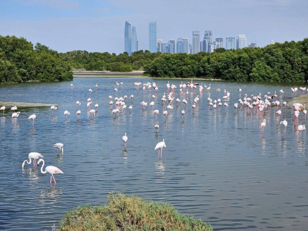 Colonie de flamingo în apă, cu orașul în fundal